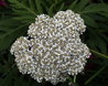 Achillea grandifolia