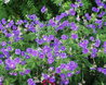 Geranium pratense 'Plenum Violaceum'