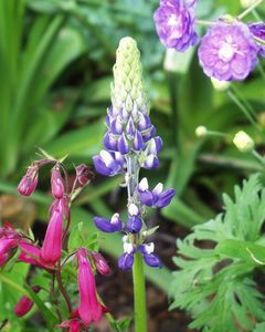 Arctic Lupine