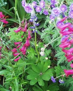Lupinus arcticus