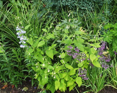 Nepeta govaniana