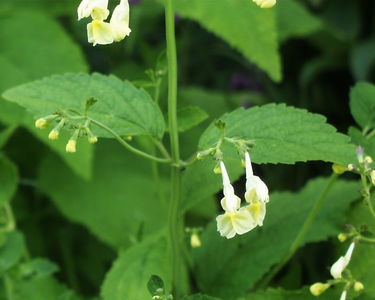Nepeta govaniana