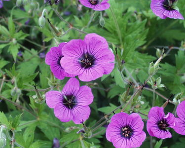 Geranium psilostemon