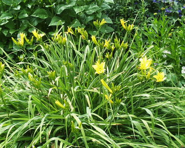 Hemerocallis 'Hyperion'