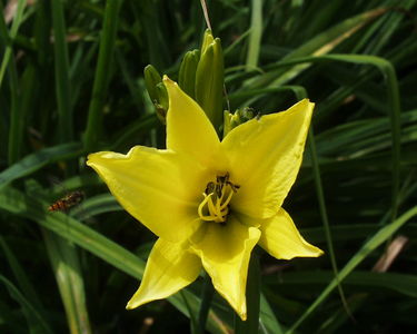 Hemerocallis 'Hyperion'