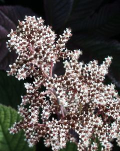 Rodgersia pinnata