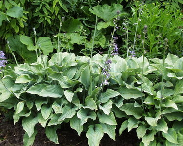 Hosta 'Krossa Regal'