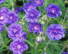 Geranium pratense 'Plenum Violaceum'