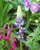 Arctic Lupine