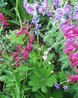 Lupinus arcticus