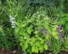 Nepeta govaniana