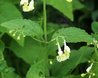 Nepeta govaniana