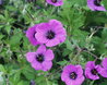 Geranium psilostemon