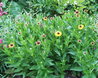 Helenium 'Wyndley'