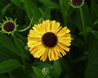 Helenium 'Wyndley'