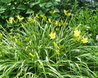 Hemerocallis 'Hyperion'