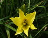 Hemerocallis 'Hyperion'