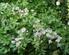 Astrantia major