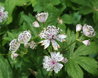 Astrantia major