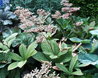Rodgersia pinnata