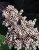 Rodgersia pinnata