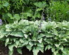 Hosta 'Krossa Regal'