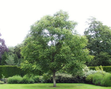 Koelreuteria paniculata