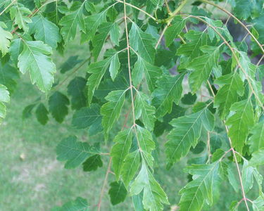 Koelreuteria paniculata
