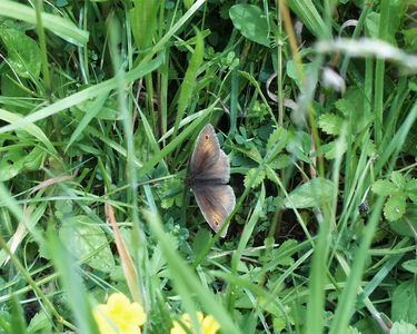 Male