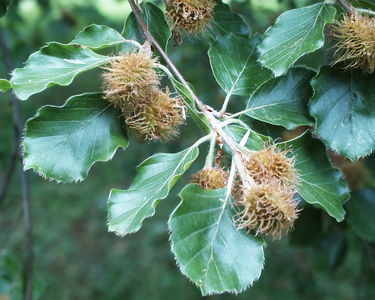 Fagus sylvatica