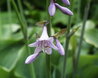 Hosta 'Krossa Regal'