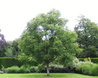 Koelreuteria paniculata