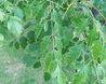 Koelreuteria paniculata