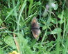 Male