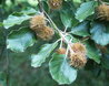 Fagus sylvatica