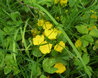 Lysimachia nummularia