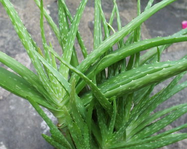 Aloe Vera Plant