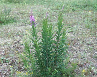 Epilobium angustifolium