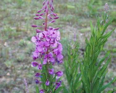 Epilobium angustifolium