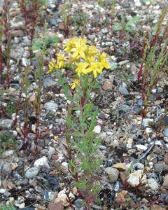 Hypericum perforatum
