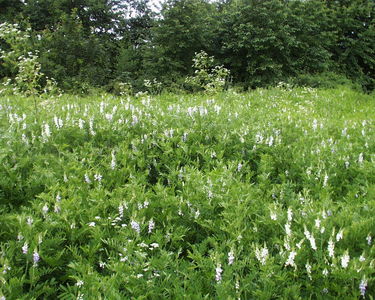 Galega officinalis