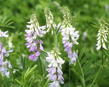 Galega officinalis