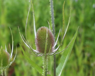 Dipsacus fullonum
