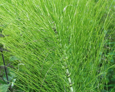 Equisetum arvense