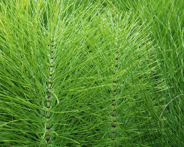 Equisetum arvense