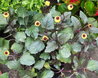 Spilanthes Peek-a-Boo