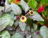 Spilanthes Peek-a-Boo