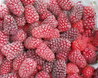 Loganberries
