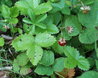 Fragaria vesca