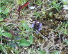 Prunella vulgaris